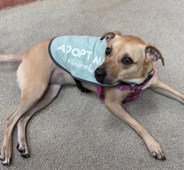 An adult medium-sized female Terrier dog named Mochi for adoption in San Diego, CA