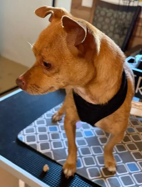 A young small-sized male Chihuahua dog named Yoda for adoption in Manchester, TN