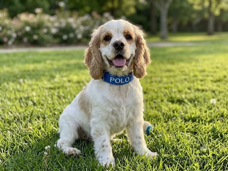 A young small-sized male Cocker Spaniel dog named Polo for adoption in Dallas, TX