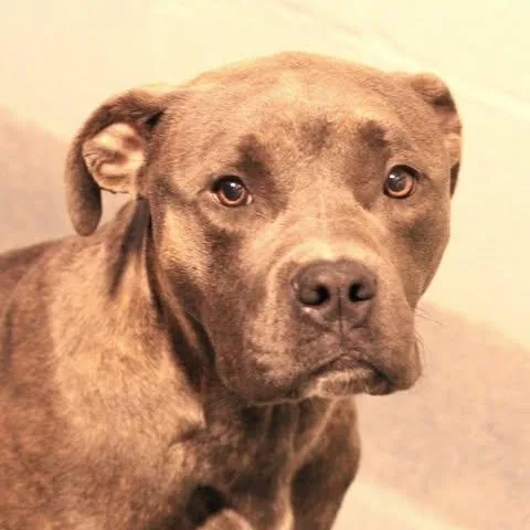 An adult medium-sized male Gray / Blue / Silver Pit Bull Terrier dog named 26-01565 for adoption in Fredericksburg, VA