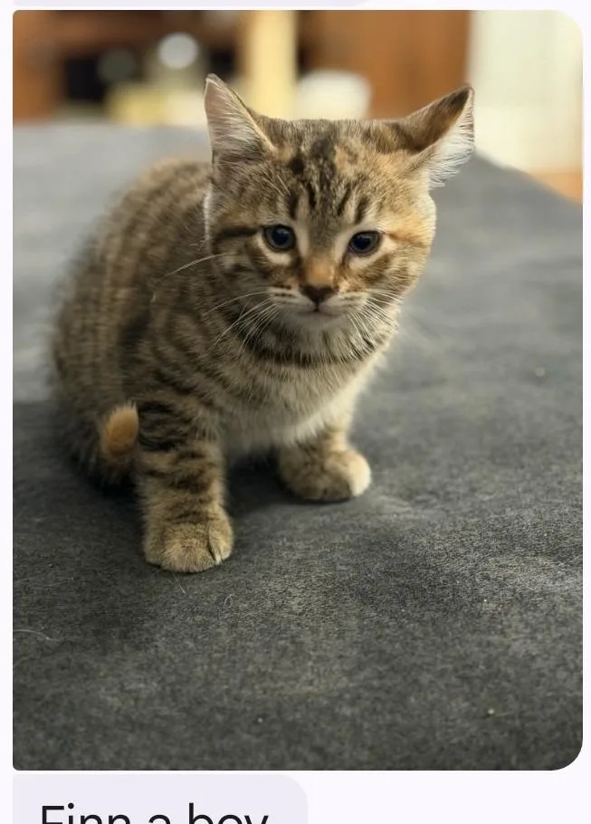 A baby small-sized female Domestic Short Hair cat named Pebbles for adoption in Rockford, IL