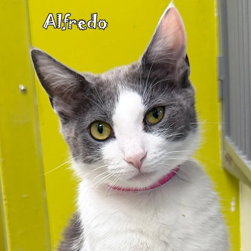 A young small-sized female Gray / Blue / Silver Domestic Short Hair cat named Alfredo for adoption in Carmel, IN
