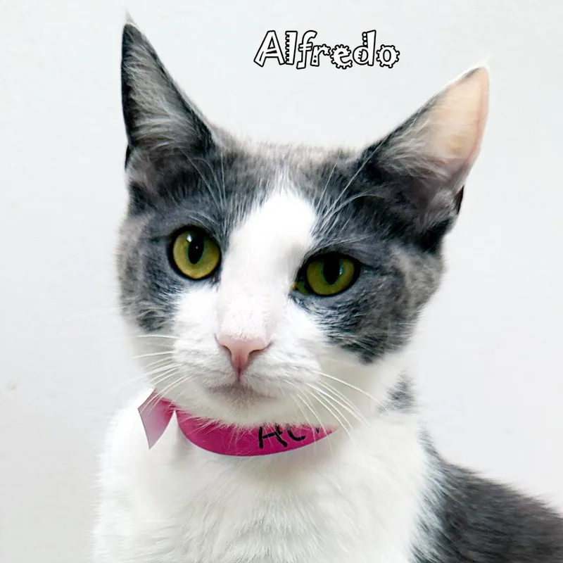 Alfredo thumbnail 2