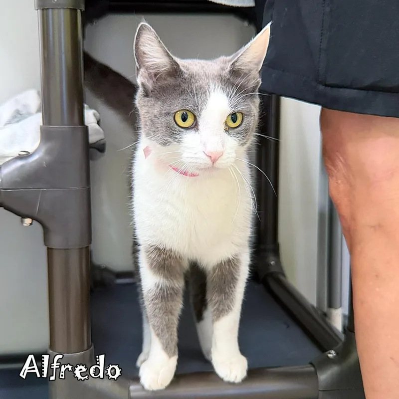 Alfredo thumbnail 3