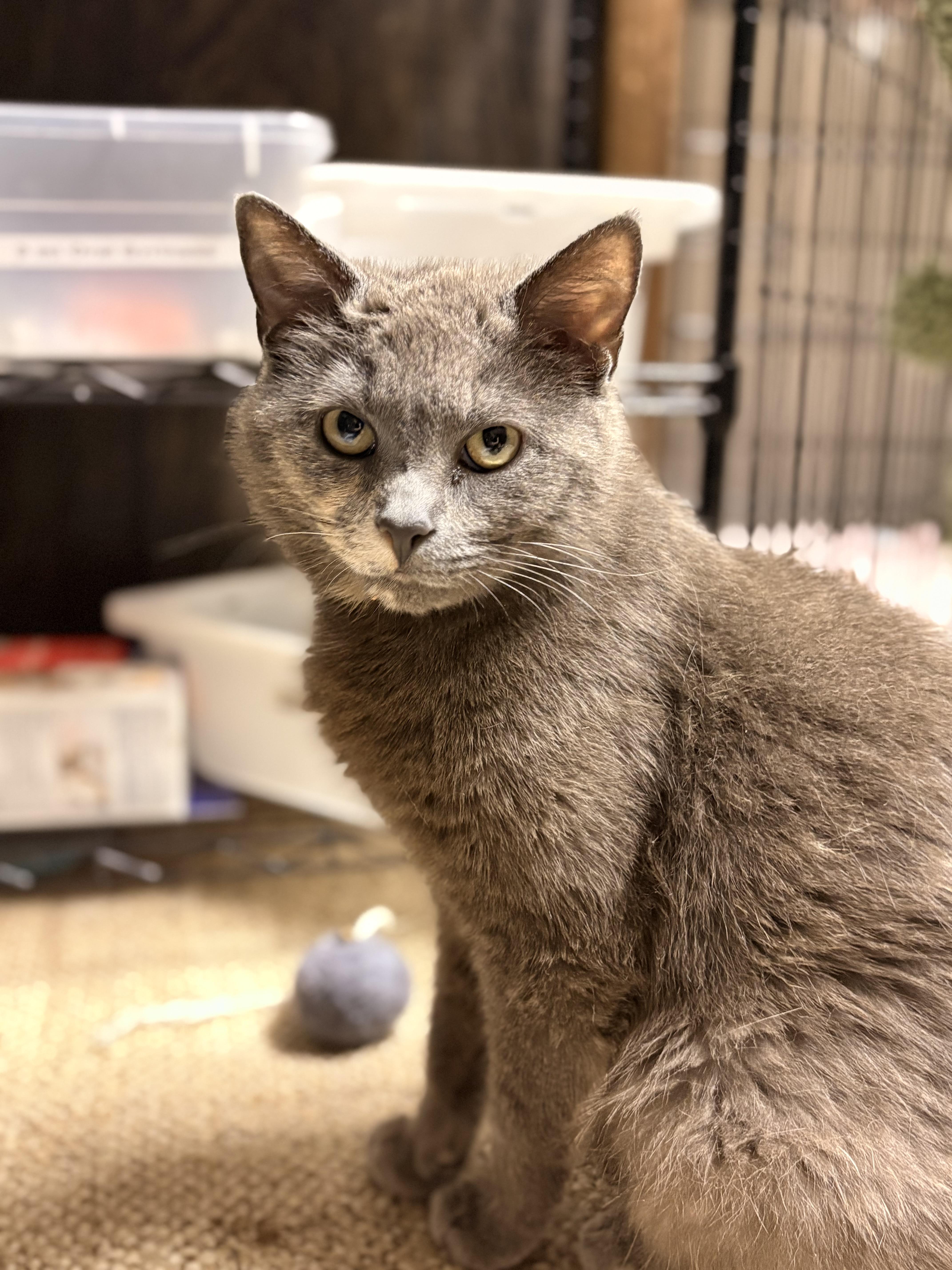An adult medium-sized female Dilute Tortoiseshell Domestic Short Hair cat named Ursa for adoption in Austintown, OH
