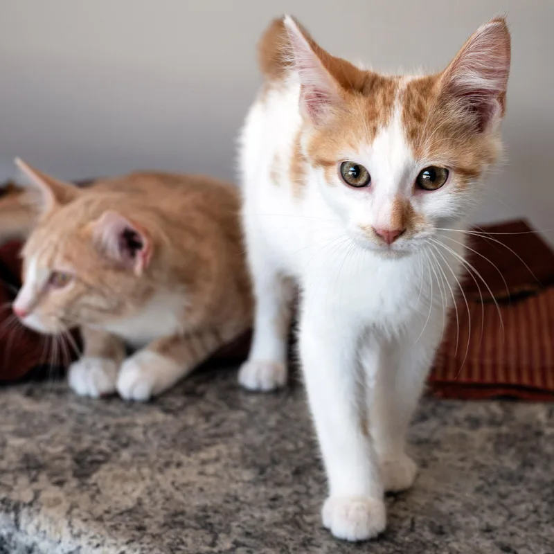 A baby medium-sized male Orange & White Domestic Short Hair cat named Lucien for adoption in Chicago, IL