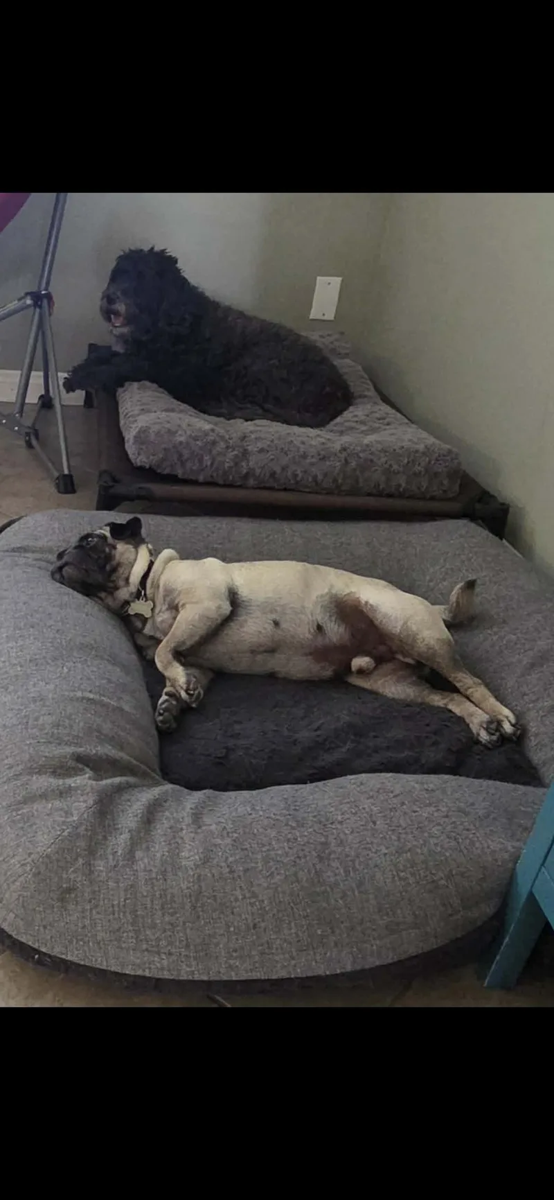 Otis thumbnail 2