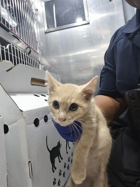 A baby medium-sized male Domestic Short Hair cat named Happy for adoption in Dallas, TX