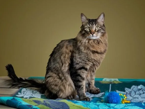 An adult large-sized female Domestic Medium Hair cat named Ollie for adoption in Santa Fe, NM