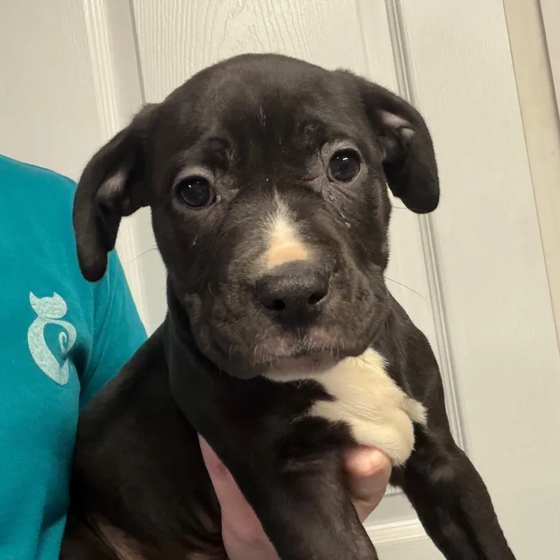 A baby medium-sized male Black Mixed Breed dog named Fitzgerald for adoption in DeKalb, IL