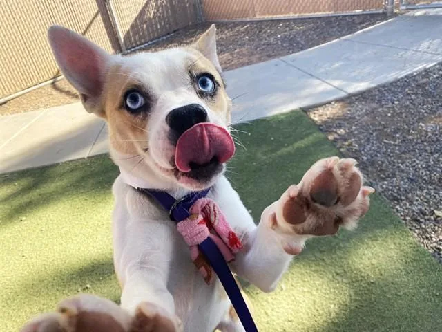 A young small-sized male Australian Cattle Dog / Blue Heeler dog named Sprite for adoption in Phoenix, AZ