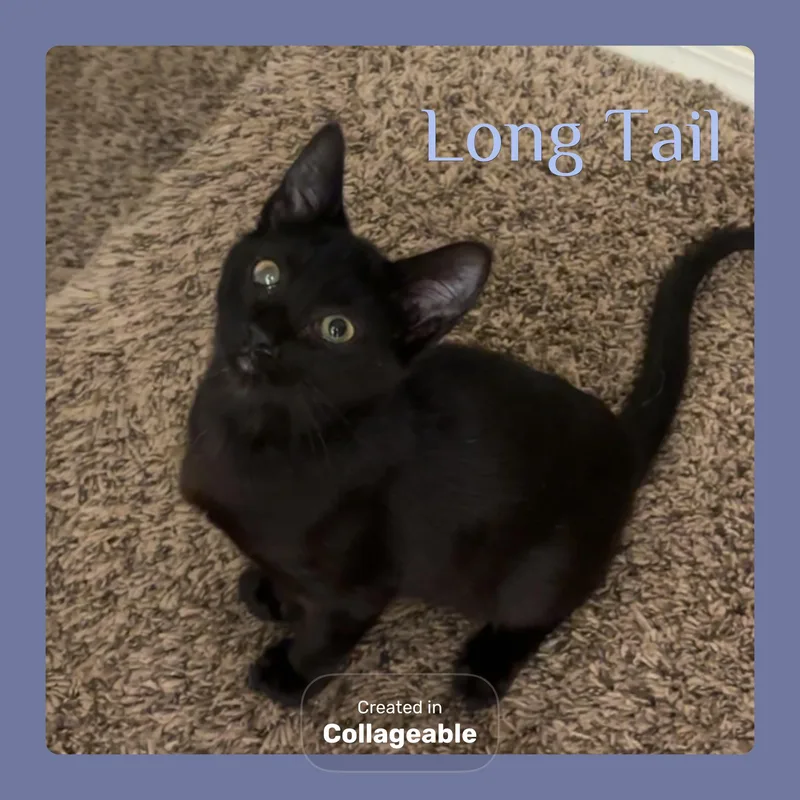 A baby medium-sized male Black Tabby cat named Long Tail for adoption in Lawton, OK