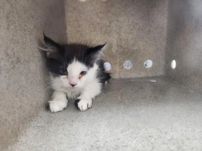 A baby small-sized female Domestic Short Hair cat named Toot for adoption in Santa Fe, NM
