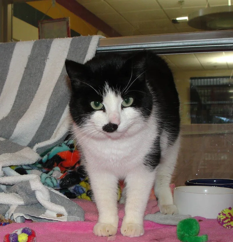 An adult medium-sized female Domestic Short Hair cat named Bobbie for adoption in Plover, WI