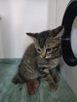 A baby small-sized male Domestic Short Hair cat named Charming for adoption in Savannah, GA