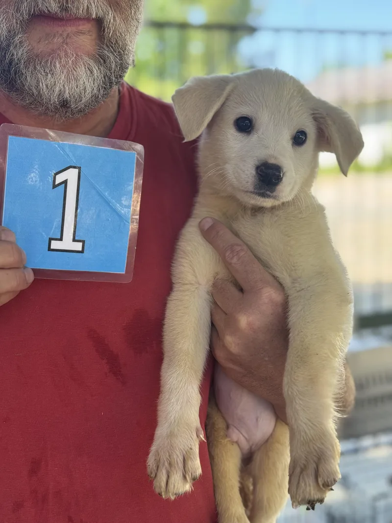 A baby medium-sized male Yellow / Tan / Blond / Fawn Yellow Labrador Retriever dog named Ham for adoption in Hamilton , NJ
