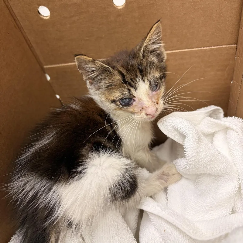 A baby small-sized female Brown / Chocolate Domestic Short Hair cat named Coquito for adoption in Newark, NJ