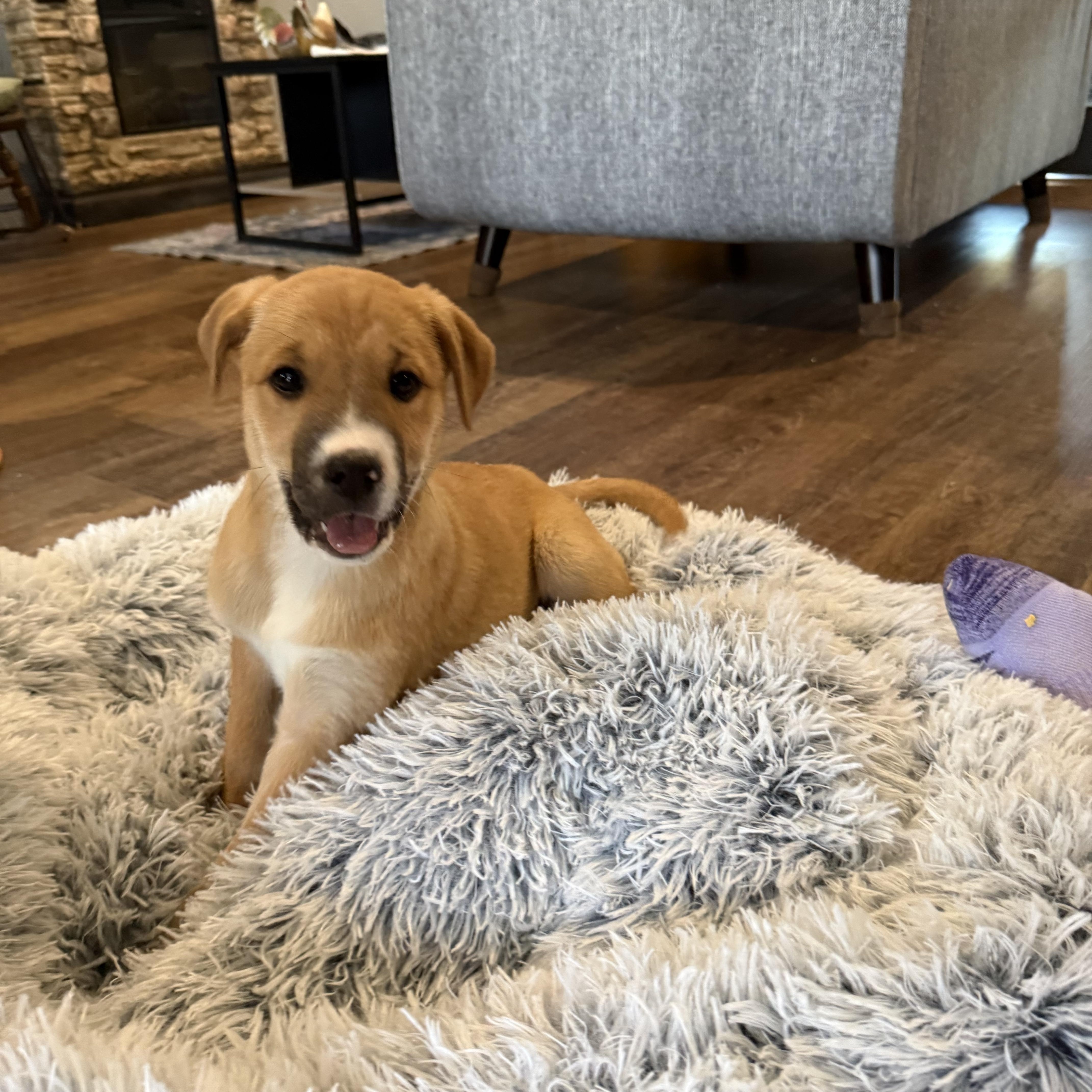 A baby medium-sized female German Shepherd Dog dog named Sierra Rose for adoption in Liverpool, TX