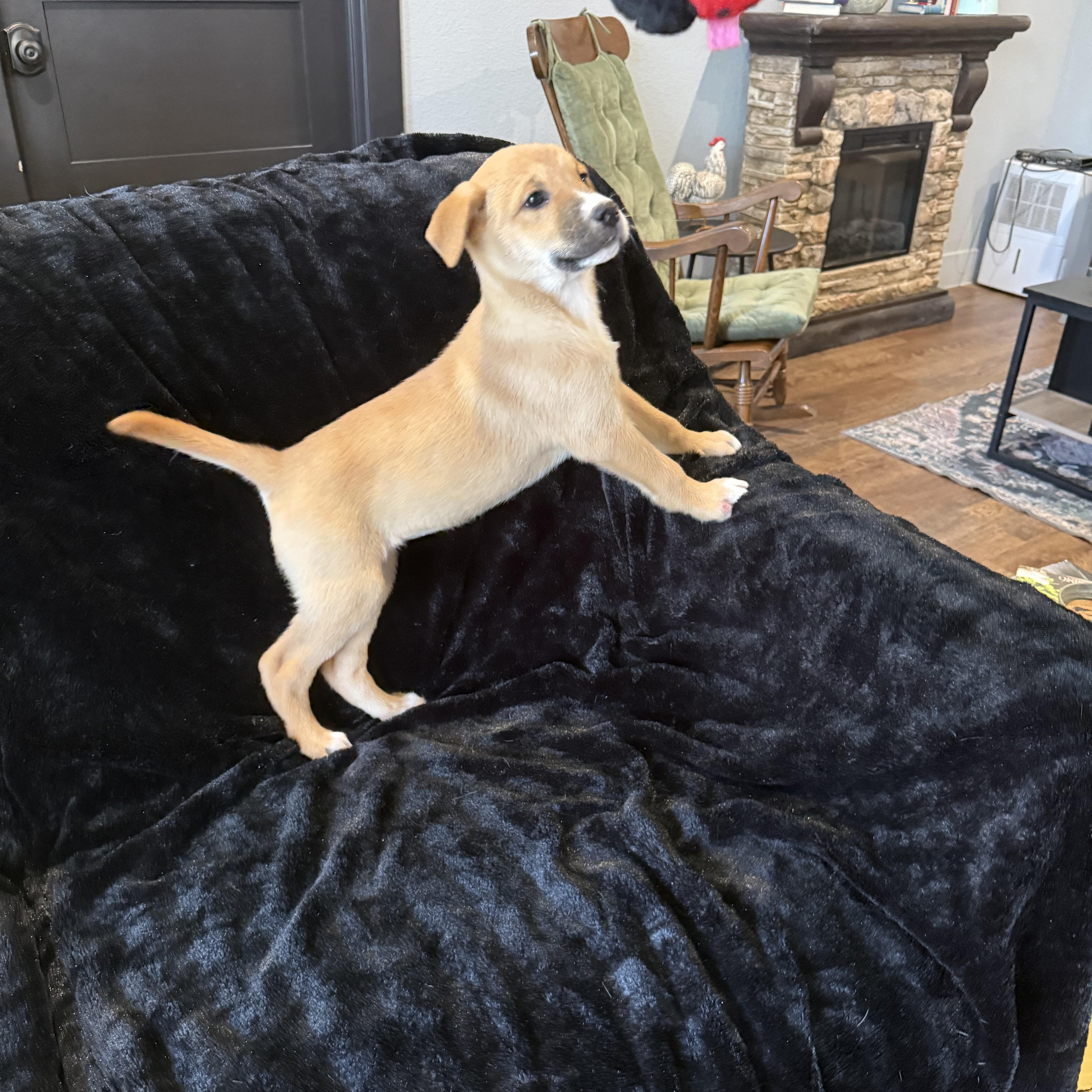 Sierra Rose thumbnail 2