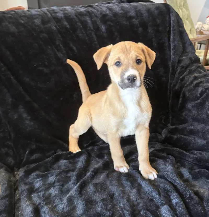 Sierra Rose thumbnail 3