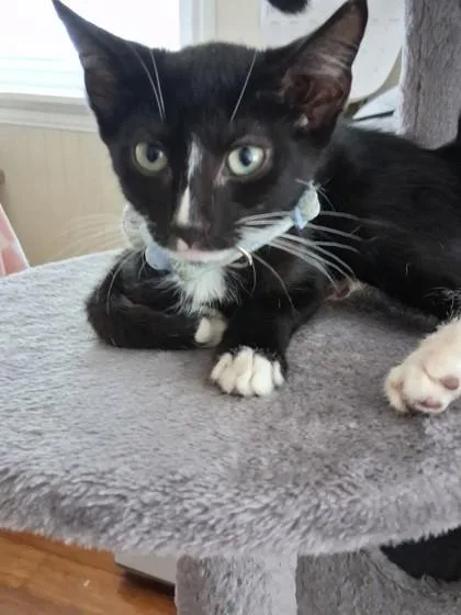A baby medium-sized male Domestic Short Hair cat named Orbit for adoption in Savannah, GA