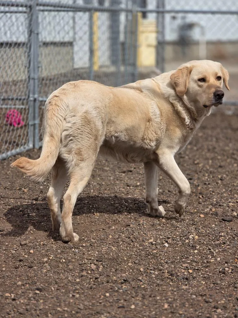 An adult medium-sized female Labrador Retriever dog named Luna for adoption in Minot, ND