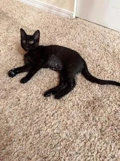 A baby small-sized female Black Domestic Short Hair cat named Karen Smith for adoption in Portland, OR