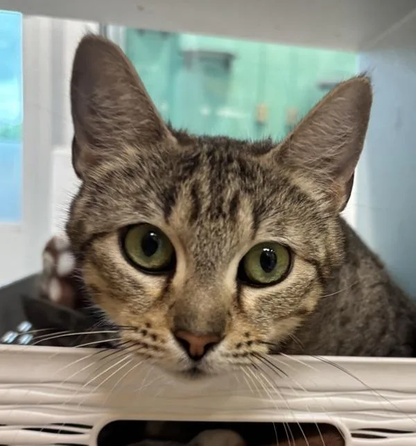 An adult small-sized female Domestic Short Hair cat named Poppy for adoption in Golden, CO