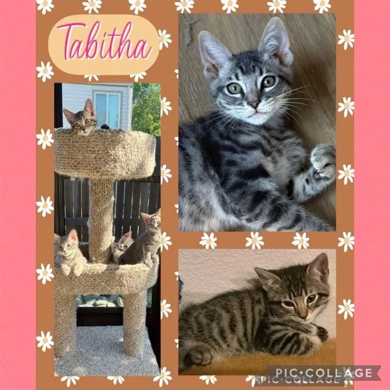 A baby small-sized female Gray / Blue / Silver Domestic Short Hair cat named Tabitha for adoption in Orangevale, CA