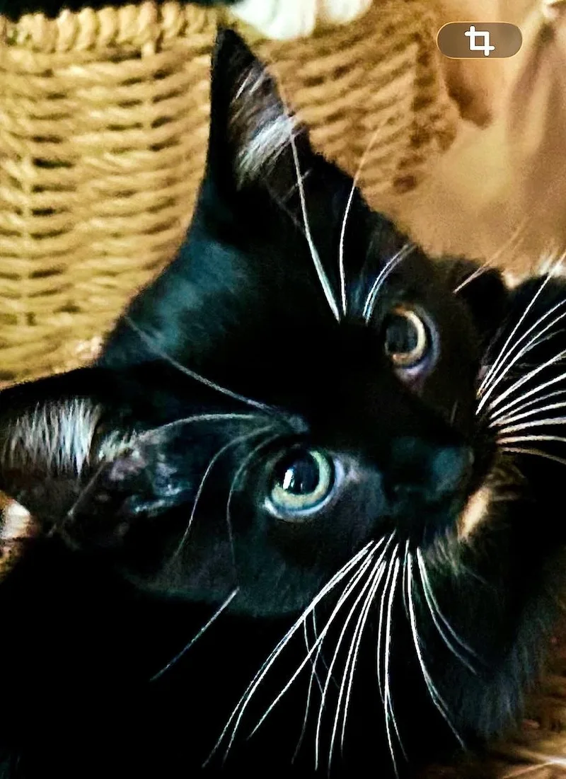 A baby medium-sized female Black & White / Tuxedo Tuxedo cat named MaryJaneC for adoption in North Highlands, CA