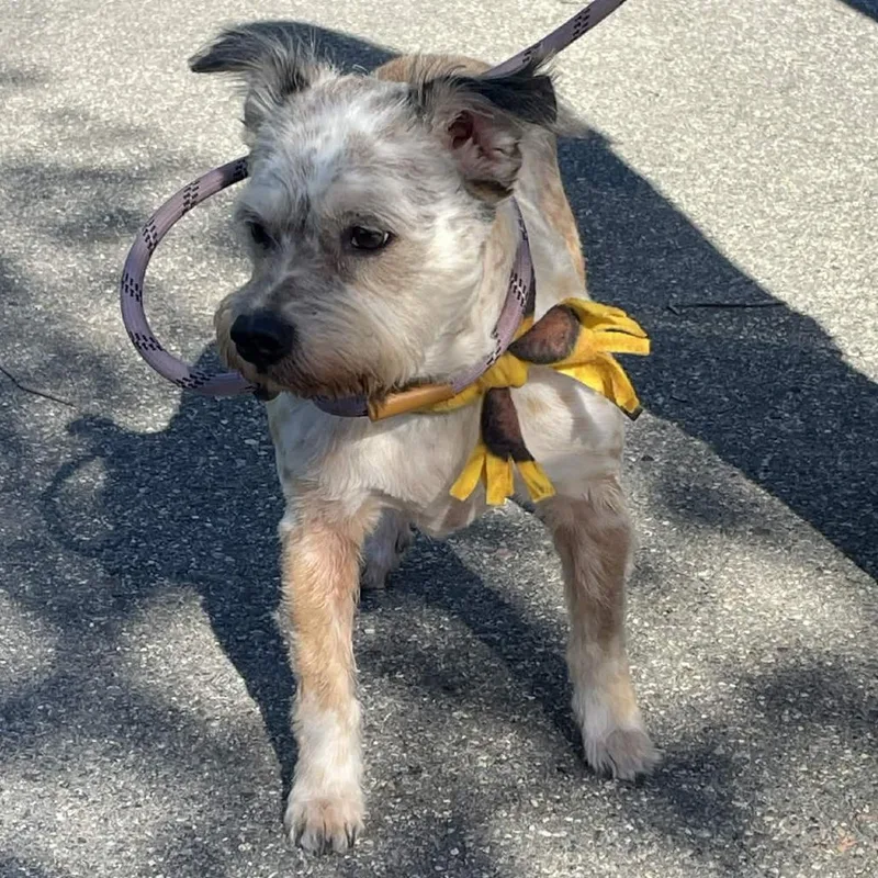 A senior medium-sized female White / Cream Mixed Breed dog named Gladys for adoption in Gloucester, VA