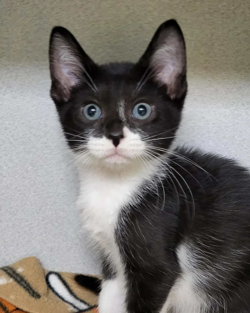 A baby medium-sized male Black & White / Tuxedo Domestic Short Hair cat named Bran for adoption in Grayslake, IL