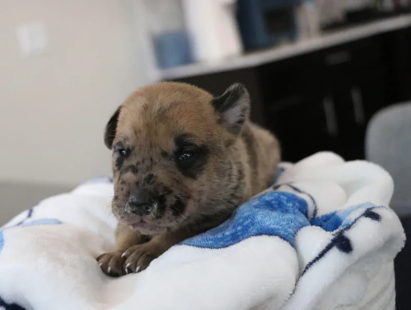 A baby medium-sized male Tricolor (Brown, Black, & White) Mixed Breed dog named Hook Em for adoption in Pflugerville, TX