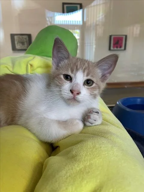 A baby small-sized male Domestic Short Hair cat named Kookaburra for adoption in Tracy, CA