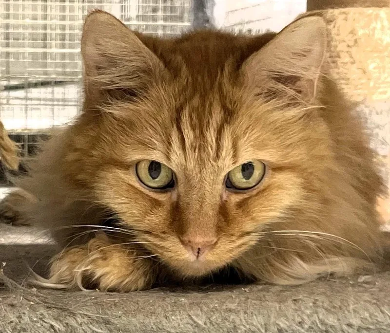 An adult medium-sized male Orange & White Domestic Long Hair cat named Cookie for adoption in Pottstown, PA