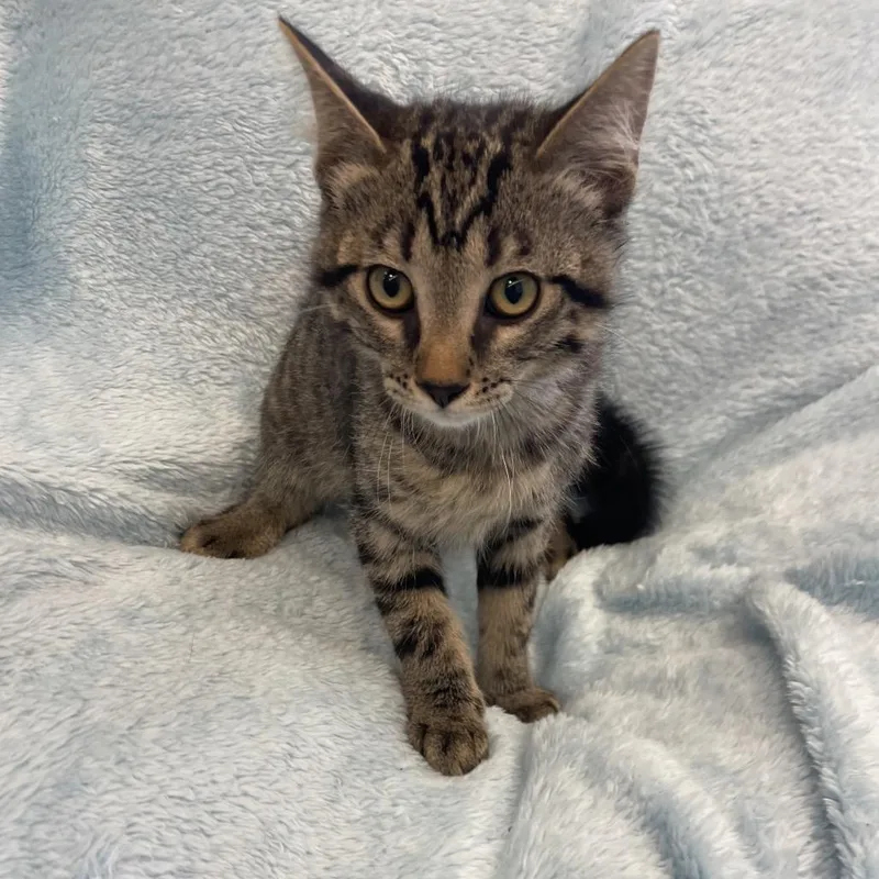 A baby small-sized male Buff / Tan / Fawn Domestic Short Hair cat named Boyo for adoption in Park City, UT