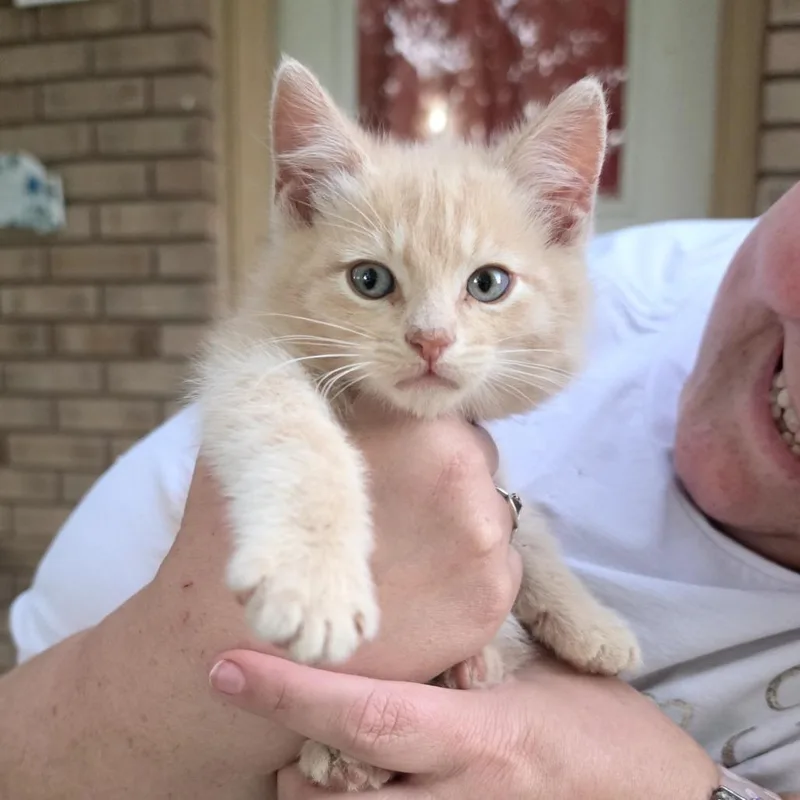 A baby small-sized male Buff / Tan / Fawn Domestic Medium Hair cat named Skye for adoption in Grantsville, UT