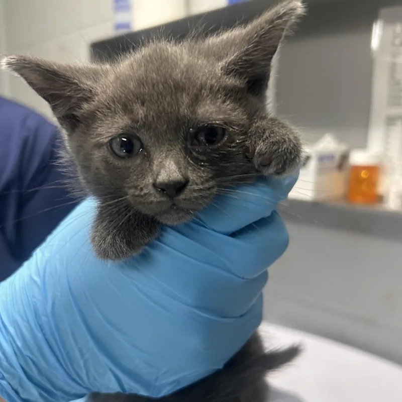 A baby small-sized male Gray / Blue / Silver Domestic Short Hair cat named Sushi for adoption in Summerville, SC
