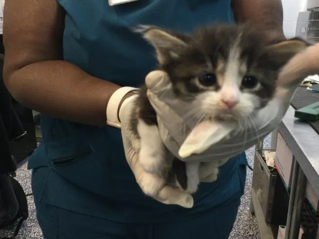 A baby small-sized female Domestic Short Hair cat named Lola for adoption in Thousand Palms, CA