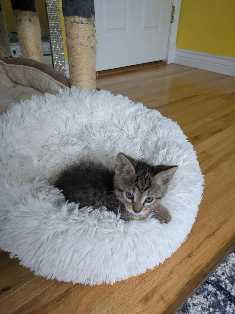 A baby small-sized male Domestic Short Hair cat named Biscuit for adoption in Aurora, CO