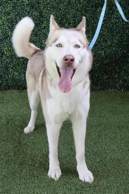 A young large-sized female Siberian Husky dog named Feather for adoption in Naples, FL