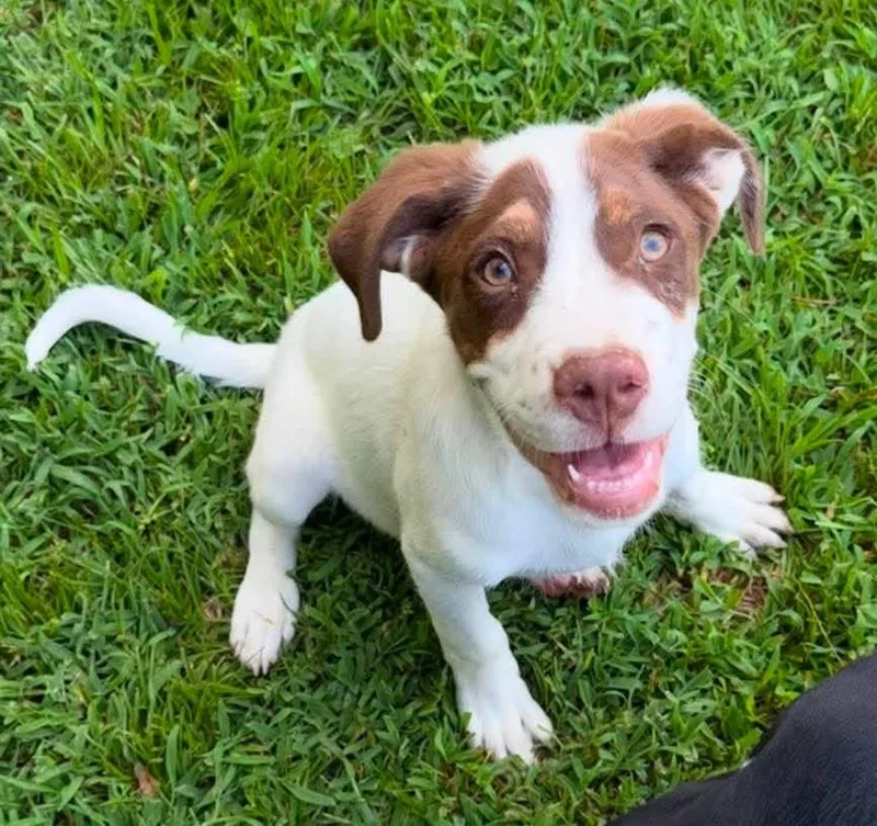 A baby small-sized male Mixed Breed dog named Freddy for adoption in Northwood, NH