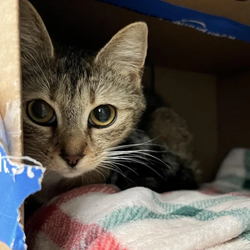 A young medium-sized female Brown / Chocolate Domestic Short Hair cat named Sadie for adoption in Lynchburg, VA