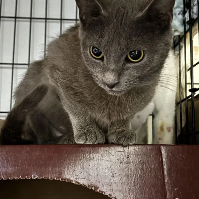 A baby small-sized female Domestic Short Hair cat named Sylvie for adoption in Pittsburgh, PA