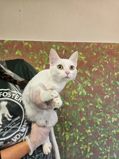 An adult medium-sized female Domestic Short Hair cat named Beth for adoption in San Antonio, TX
