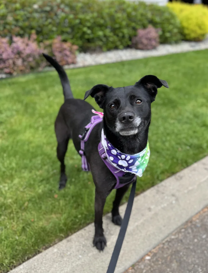 Stella