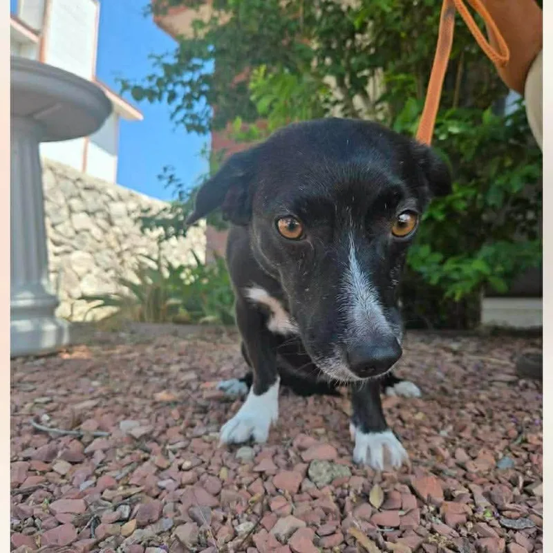 An adult small-sized female Black Dachshund dog named Vash coming for adoption in Loves Park, IL