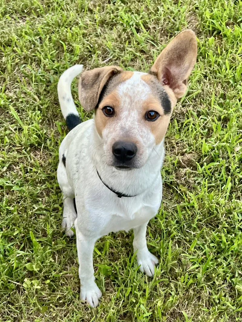A young medium-sized male Fox Terrier dog named Jake Lonestar for adoption in Rockaway, NJ