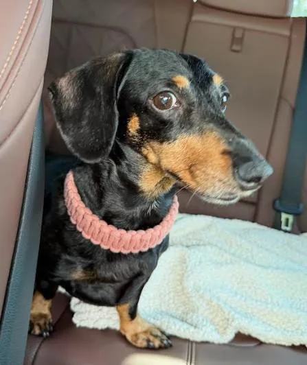 An adult small-sized male Dachshund dog named Dino for adoption in Palm Harbor, FL