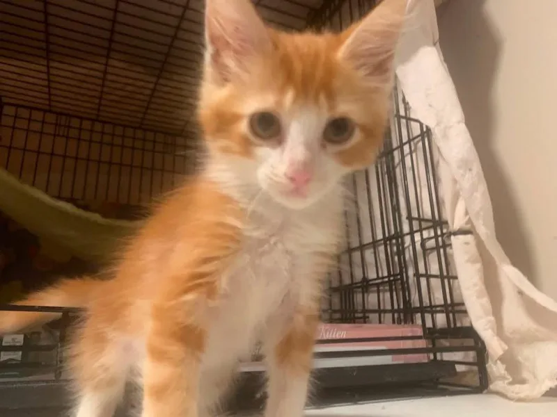 A baby medium-sized male Orange & White Domestic Medium Hair cat named Percy for adoption in Turnersville, NJ